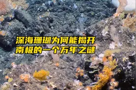 大学·问丨南极冰盖为何融化？深海珊瑚揭示一万四千年前冰下融水释放之谜图片