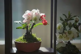 陶然亭公园海棠春花文化节本周六开幕，首设夜赏打卡路线图片