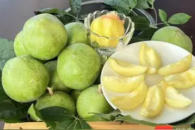 “树上冰淇淋”在琼海上市，12种口味等你来尝图片