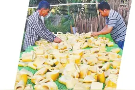 出台政策助推“百亿笋产业”图片