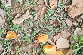 紧急提醒！泉州大量出现！严重可致死，看到千万别碰图片