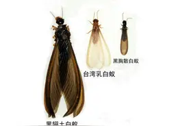 分飞期内小心有翅白蚁来高层住宅筑巢 专家科普：要做到及时预防图片
