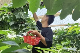 从农村妇女到企业老板：徐兆飞在果园里种出一条致富路图片