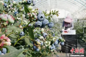 （新春见闻）云南蒙自蓝莓上市 走俏年货市场图片