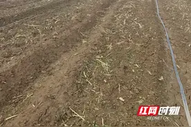 心声·新生丨君山区良心堡镇：油菜新芽破土而出 待明年春来花成海图片