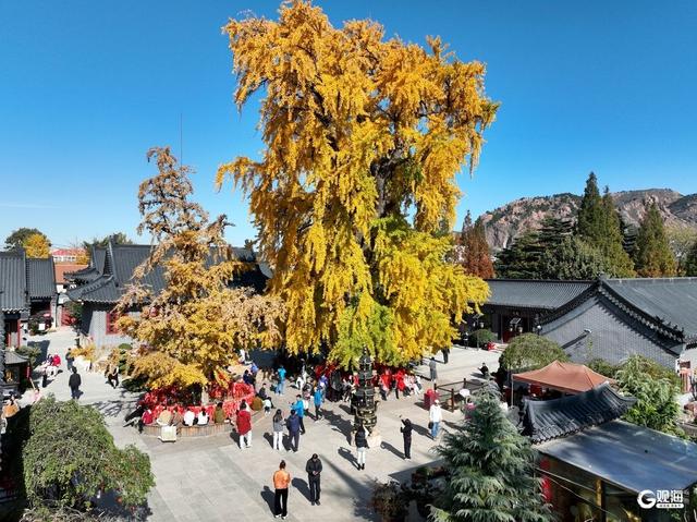 满树金黄！青岛这棵千年银杏已进入最佳观赏期