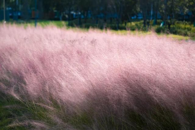 爆款打卡！这里藏着一片粉色云雾海，花期不等人