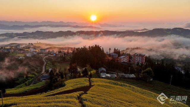 “纯素颜，无滤镜”！这就是罗平油菜花海