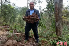 福建连城：“林药”共生长  青山变“金山”图片