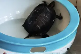 藝文视界 | 龟生与人生图片