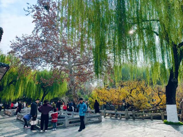 趵突泉菊展花开正当时