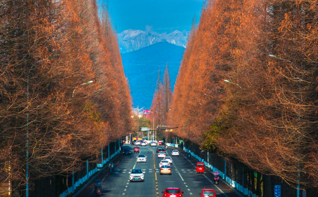 水杉红了！这片「顶流火焰」，再不看就等明年了