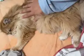 一天接20多单，公司白领兼职上门喂宠物，这个春节赚了一万五！图片