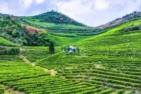 沿河：无人机精准施肥 助力茶园秋冬管护图片