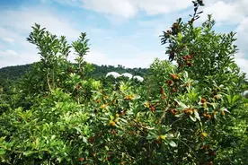 雨后天晴，杨梅红满枝，果农采摘正当时图片