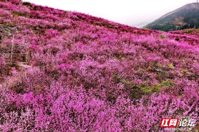 【赴春之约】万亩野紫荆盛放！江永松柏瑶族乡入春色“紫”境