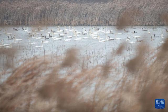 安徽滁州：城市公园成候鸟“越冬天堂”