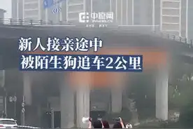 新人接亲途中被陌生狗追车2公里 车停下后一喊就上车图片