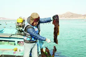 春来海上，长岛海菜正抢鲜图片