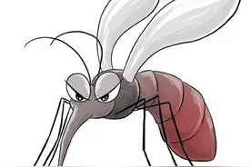 夏季，常见蚊虫如何应对（服务窗）图片