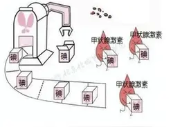 带你了解专治甲亢的“神奇药水”→图片