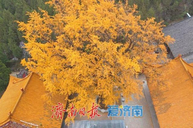 一年四季 泉在济南丨千年银杏披金甲，淌豆寺里醉深秋