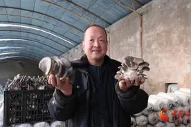 漳县：朵朵小菌菇 撑开“致富伞”图片