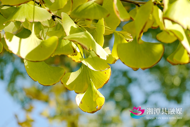 湘潭县银杏路：满目金黄入画来