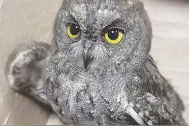 市民捡到只受伤的猫头鹰报警求助图片