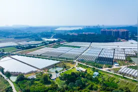 增城太平村：“莓”好乡村梦，甜蜜丰收忙｜广州百村观察图片