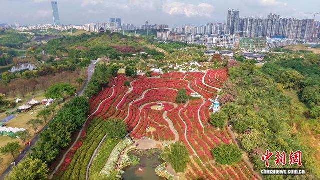 广西南宁冬日花海美如画