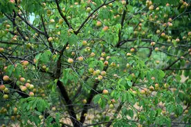 大新县榄圩乡：青梅缀满枝 产业兴乡村图片