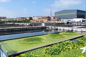 山东临朐:山窝窝里养出大鲟鱼，年育鲟鱼苗100多万尾图片