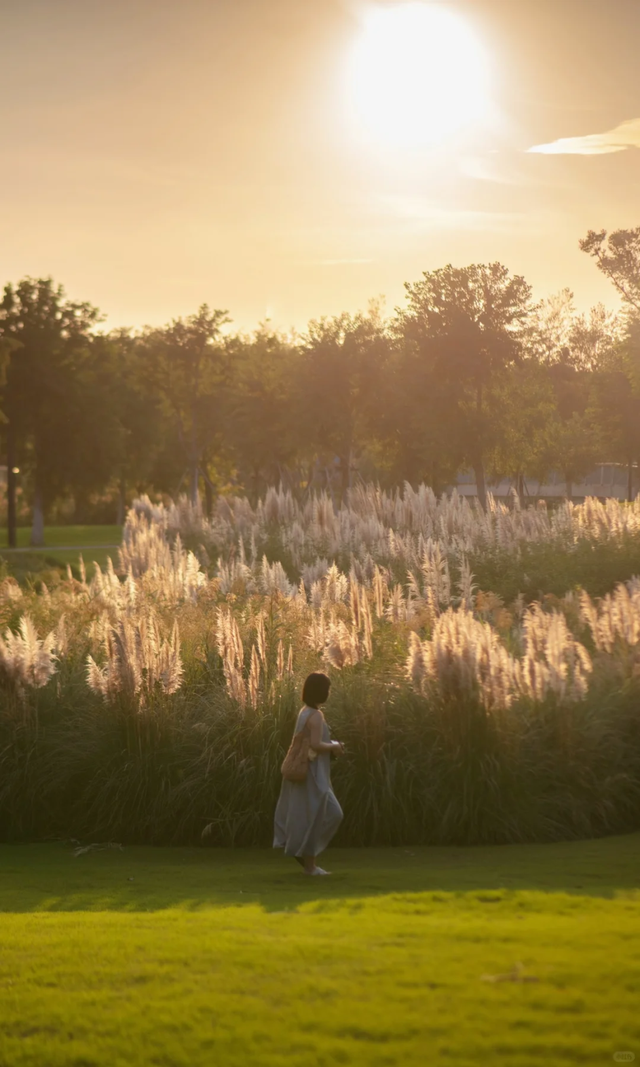 上海竟然藏了一片长满粉黛与芦苇的免费小众仙境！还有水杉渐红→