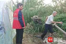 芦苇荡惊现两头牛  村干部辗转找失主图片