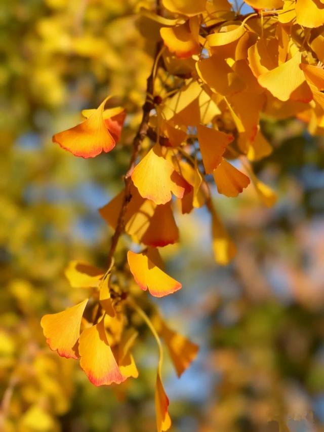 超美打卡攻略来啦！秋染道前街，追寻林则徐苏州印记