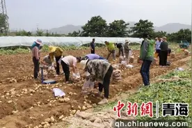 海东市乐都区：从“温饱薯”转变为“小康薯”图片