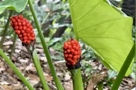 眼看手勿动！这种常见的植物果实娇艳欲滴却全身有毒图片