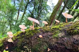 山里的蘑菇 回乡的路图片