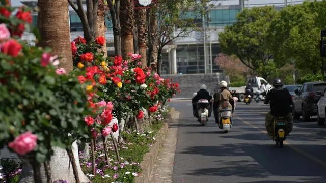 楚雄版“莫奈花园”藏不住啦！让你“五一”假期一次看过瘾