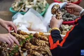 野生菌销售季节到来，云南发布预防野生菌中毒预警图片
