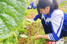 天元区隆兴中学：师生携手夏日除草 共筑绿色校园图片