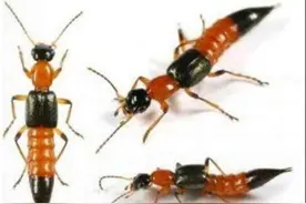 切记！这种黑红相间的虫子，千万拍不得！图片