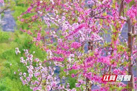 在春日·寻春趣④ | 暖阳催得好花开     香随风远引蜂忙图片