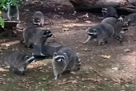 美国一女子投喂浣熊数十年后，报警称房屋被上百只浣熊包围乞食，警察：这是她自找的视频封面