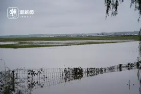 水稻收割季进入尾声，受洪灾影响的五常大米卖得怎么样？图片