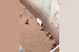 昆明动物园猴群与猫共处，园方、当地文旅局等回应图片