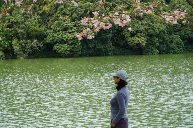 初冬的风里竟有了粉色的“味道”！就在龙潭公园里~