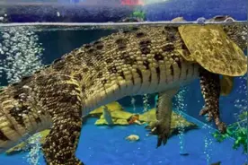 广州一超市有活鳄鱼出售，部位不同售价不等，市监局回应图片