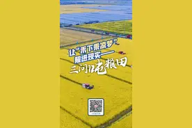 深读｜吨粮田，靠谱吗？图片